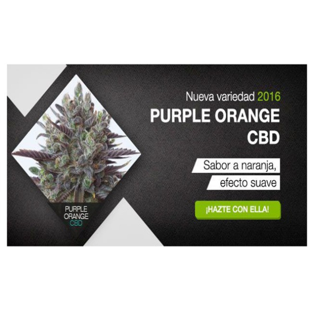Purple Orange CBD 1