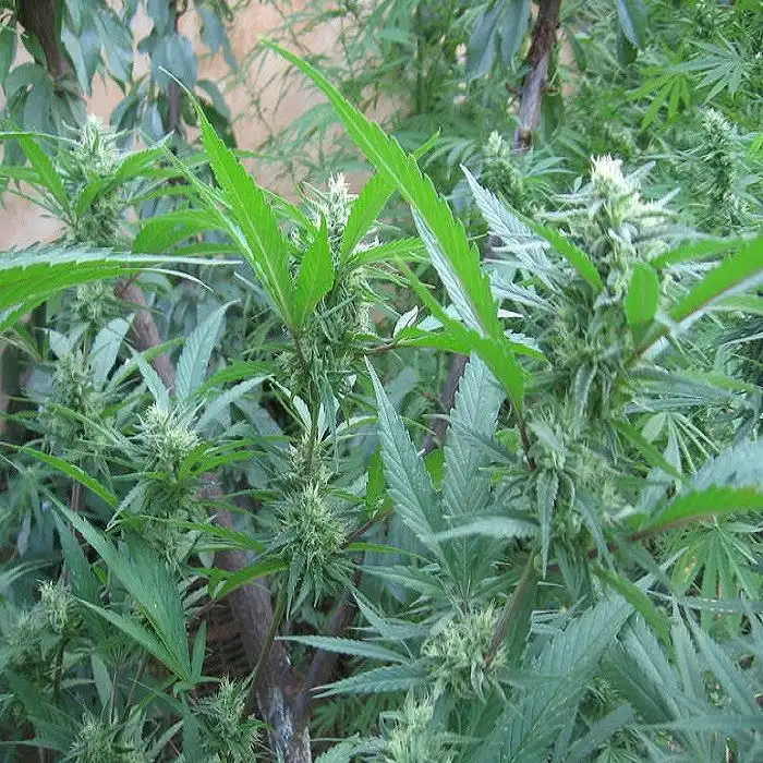 Brains Choice - KC Brains Holland