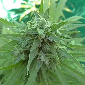 Malawi x PCK - Ace Seeds