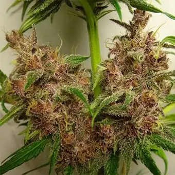 Malawi x PCK Reg. - Ace Seeds