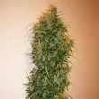 Wild Thailand Ryder Auto - World of Seeds Wild Thailand Ryder Auto - World of Seeds