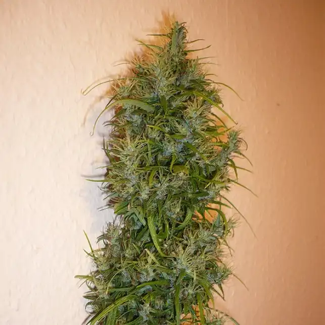 Wild Thailand Ryder Auto - World of Seeds