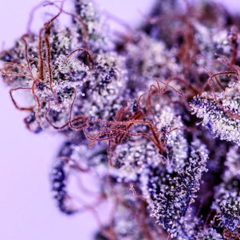 Girl Scout Cookies Blimburn Seeds