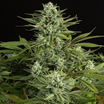 Cheese CBD