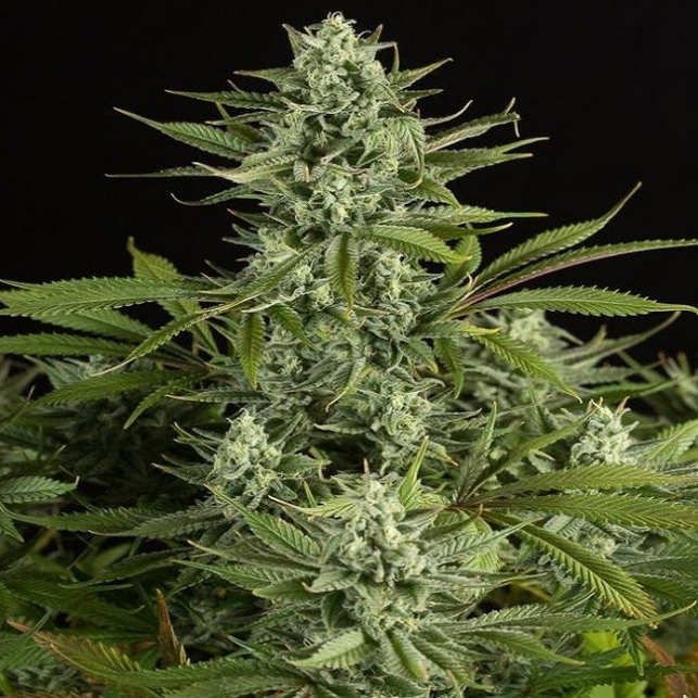 Cheese CBD
