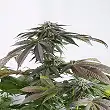 Bubba Kush CBD Bubba Kush CBD