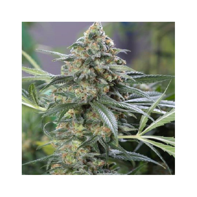 OG Kush CBD