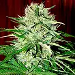 High Ryder Auto Super Big - Xtreme Seeds High Ryder Auto Super Big - Xtreme Seeds
