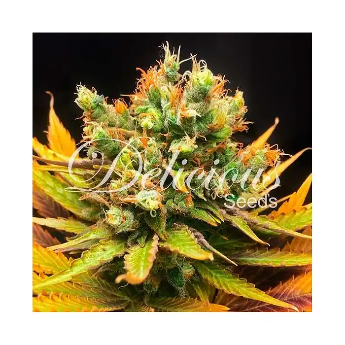 Honeybells Delicious Seeds