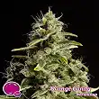 Orange Candy 1 - Philosopher Seeds Orange Candy 1 - Philosopher Seeds