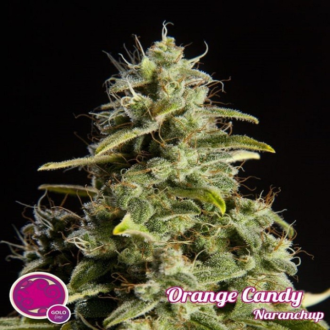 Orange Candy 1