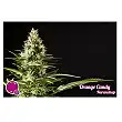 Orange Candy - Philosopher Seeds