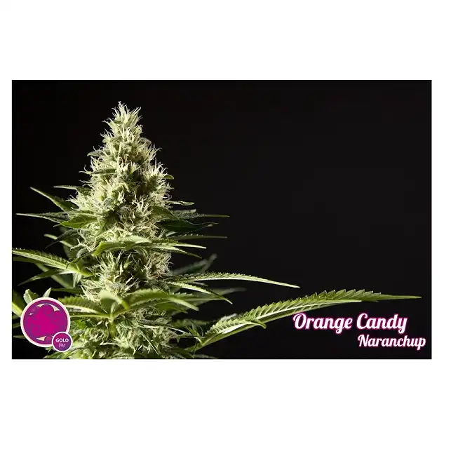Orange Candy - Philosopher Seeds