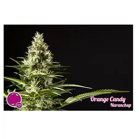 Orange Candy - Philosopher Seeds