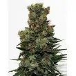 Ripper Badazz - Ripper Seeds