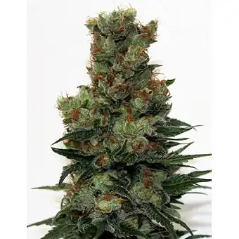 Ripper Badazz - Ripper Seeds