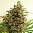 Malawi Regular - Ace Seeds