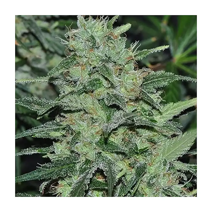 Malawi - Ace Seeds