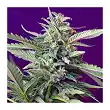 SAD  (Auto) - Sweet Seeds SAD  (Auto) - Sweet Seeds