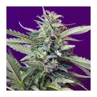 SAD  (Auto) - Sweet Seeds