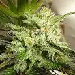 Kali China - Ace Seeds Kali China - Ace Seeds