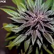 Pakistan Chitral Kush Fem. - Ace Seeds