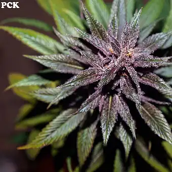 Pakistan Chitral Kush Fem. - Ace Seeds