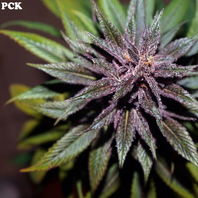Pakistan Chitral Kush Fem.