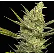 Gipsy Haze - Eva Seeds