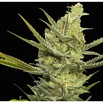 Gipsy Haze - Eva Seeds