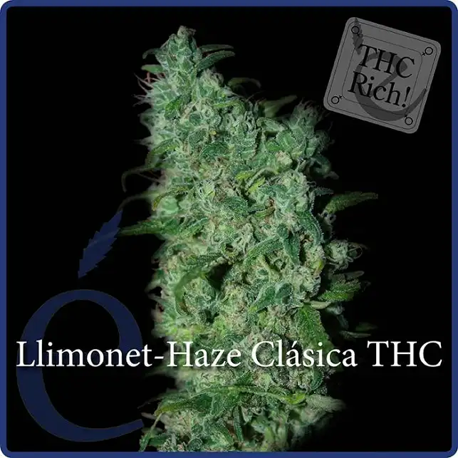 Llimonet Haze THC - Elite Seeds
