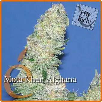 Mota Khan Afghana - Elite Seeds