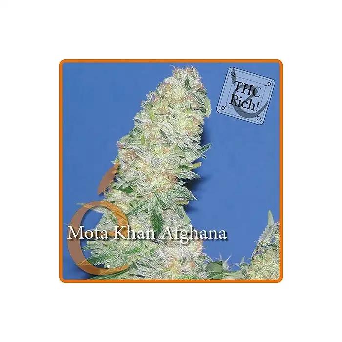 Mota Khan Afghana - Elite Seeds