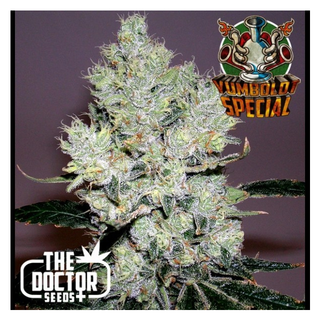 Yumboldt Special - The Doctors Seeds