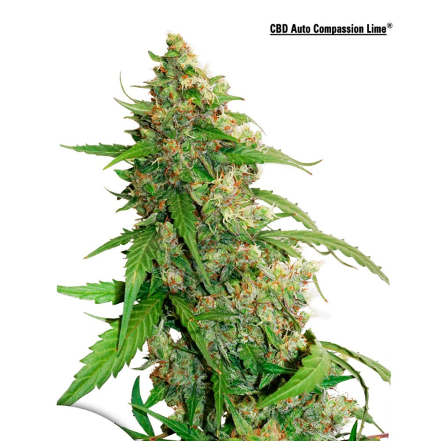 CBD Auto Compassion Lime