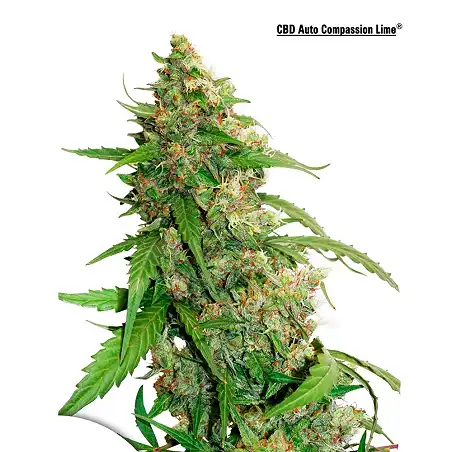 CBD Auto Compassion Lime - Dutch Passion
