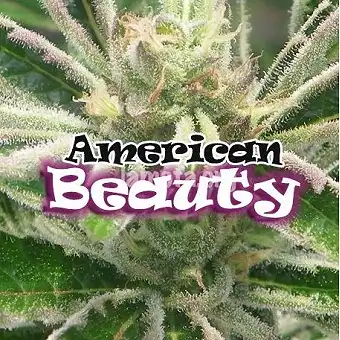 American Beauty - Dr Underground