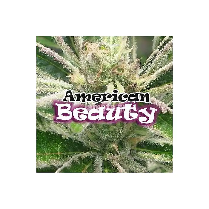 American Beauty - Dr Underground