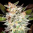Delicious Candy Auto - Delicious Seeds Delicious Candy Auto - Delicious Seeds