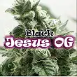 Black Jesus OG - Dr Underground