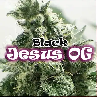 Black Jesus OG - Dr Underground