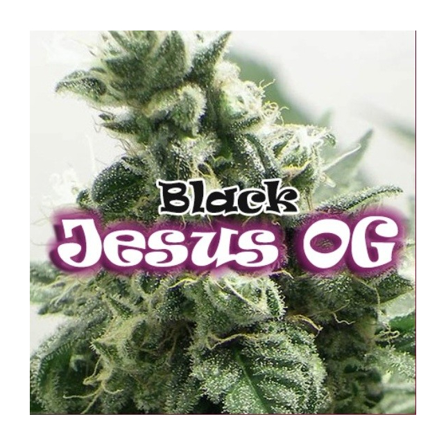 Black Jesus OG