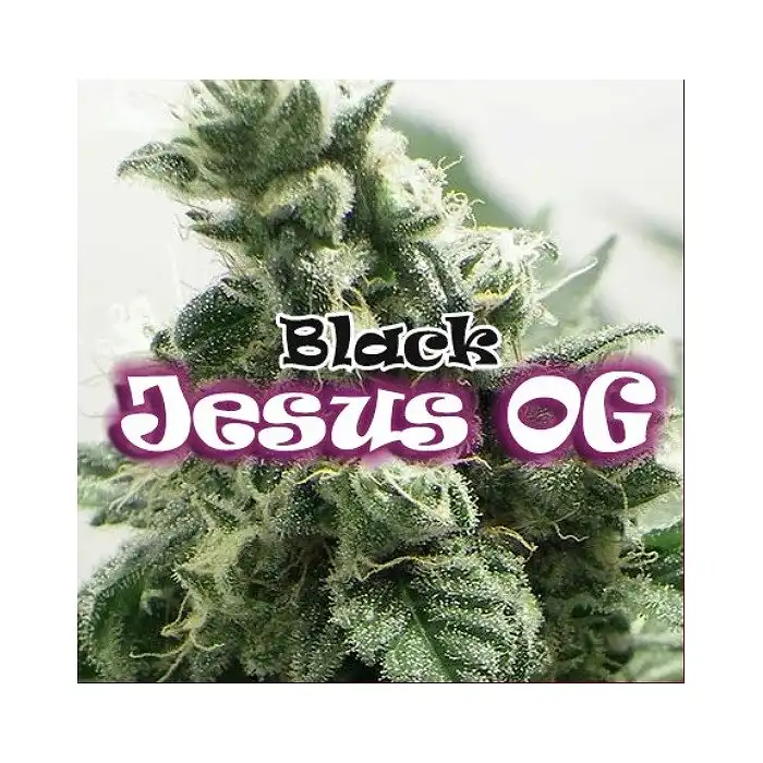Black Jesus OG - Dr Underground