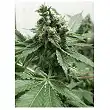 Black Jesus OG - Dr Underground
