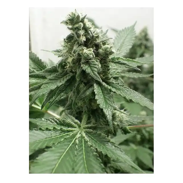 Black Jesus OG - Dr Underground