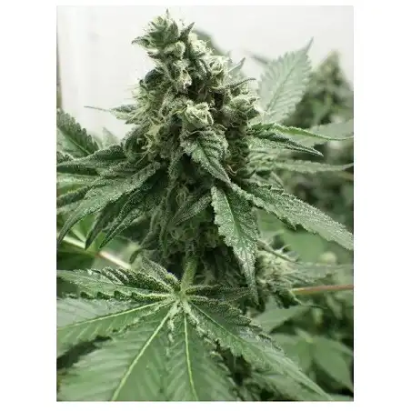 Black Jesus OG - Dr Underground