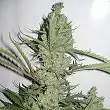 00 Cheese Auto - 00 Seeds