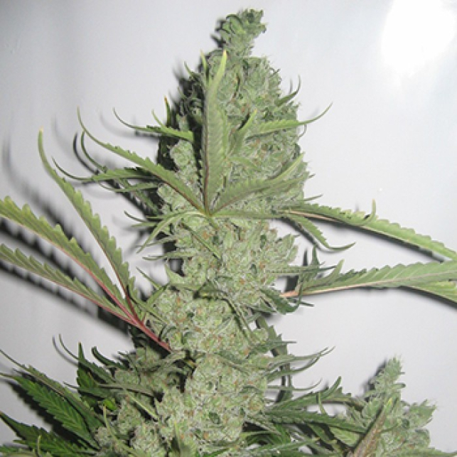 00 Cheese Auto