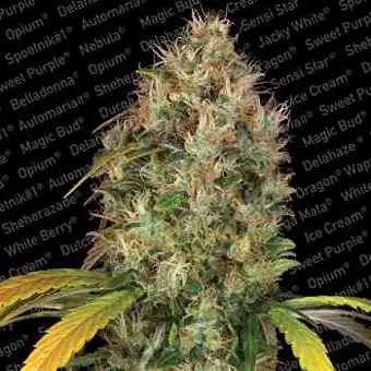 Dutch Kush - Paradise Seeds