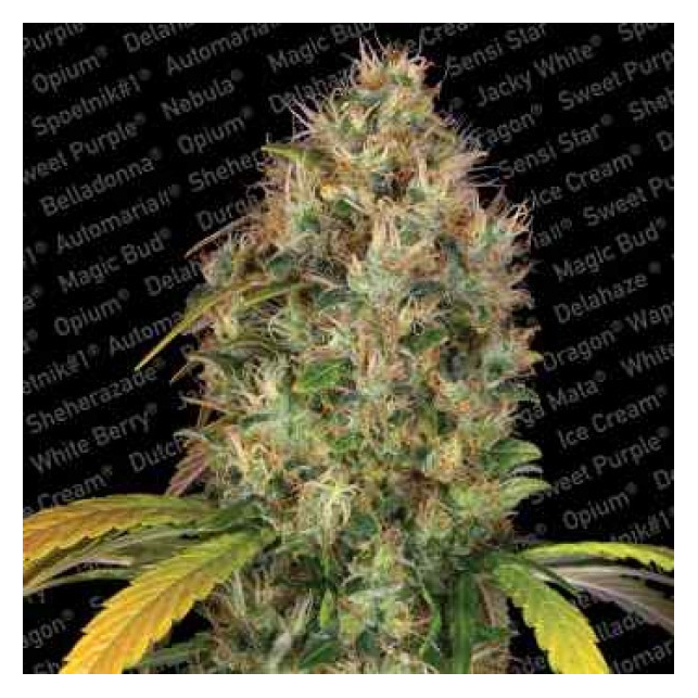 Dutch Kush
